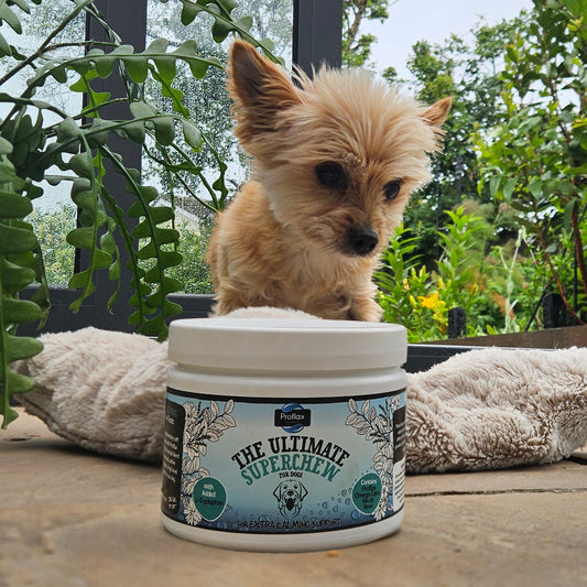 Soft Chews for Functional Support - Calming