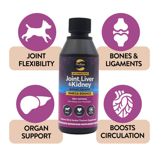 Salmon Oil for Joint & Mobility Support - Omega Bounce
