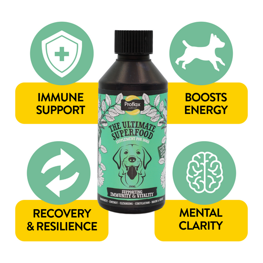 Immune & Energy Support for Dogs