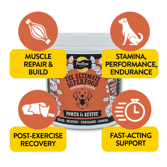 Muscle & Recovery Support for Dogs - Power & Revive