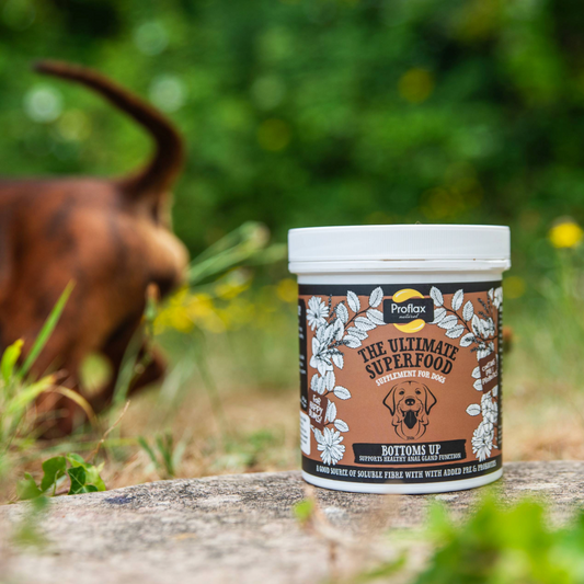 Anal Gland Support for Dogs - Bottoms Up