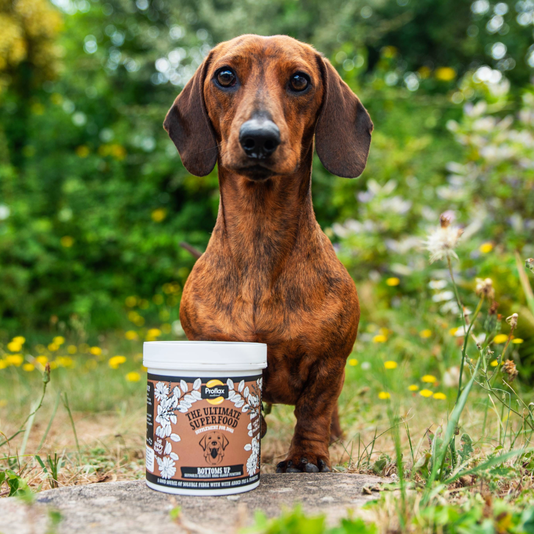 Anal Gland Support for Dogs - Bottoms Up