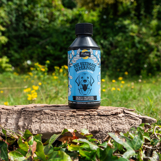 Proflax Calm & Collected for Dogs - Proflax