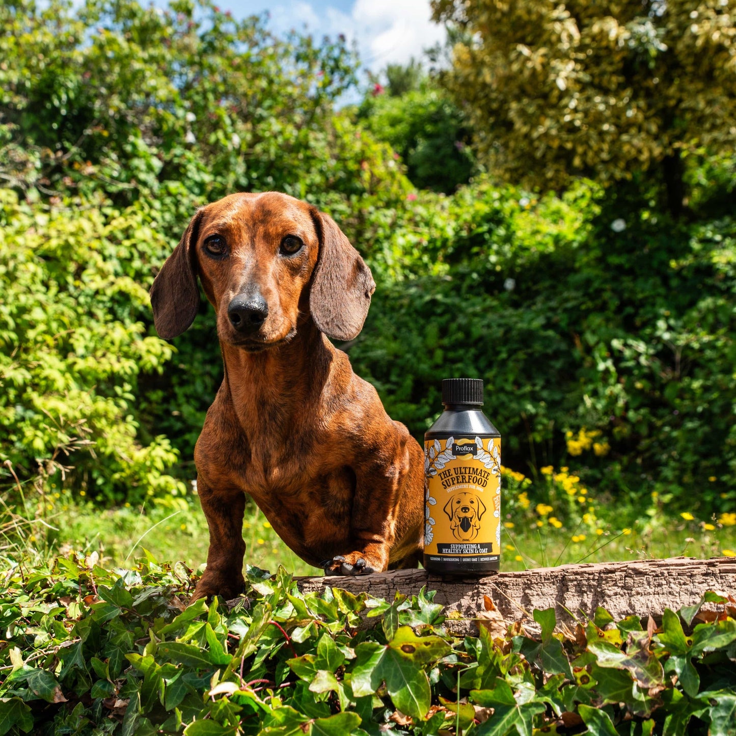 Proflax Skin and Coat for Dogs - Proflax