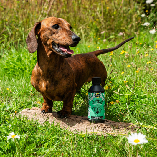 Proflax Immunity & Vitality for Dogs - Proflax
