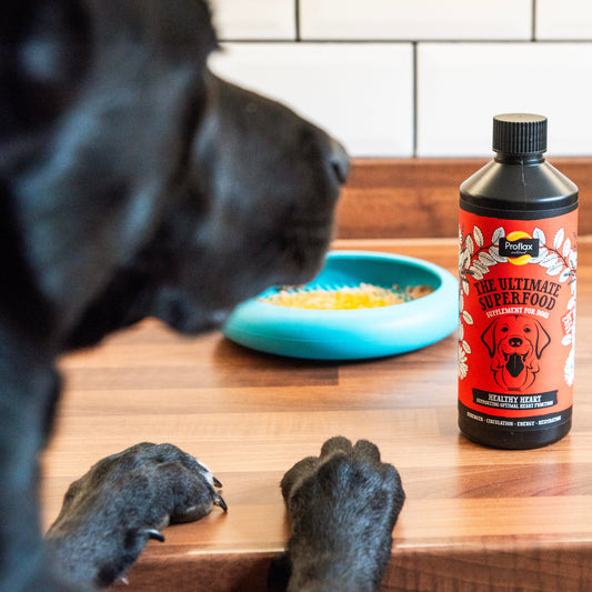 Proflax Healthy Heart for Dogs - Proflax