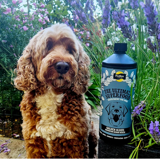 Senior Complete Blend for Dogs - Golden Oldies