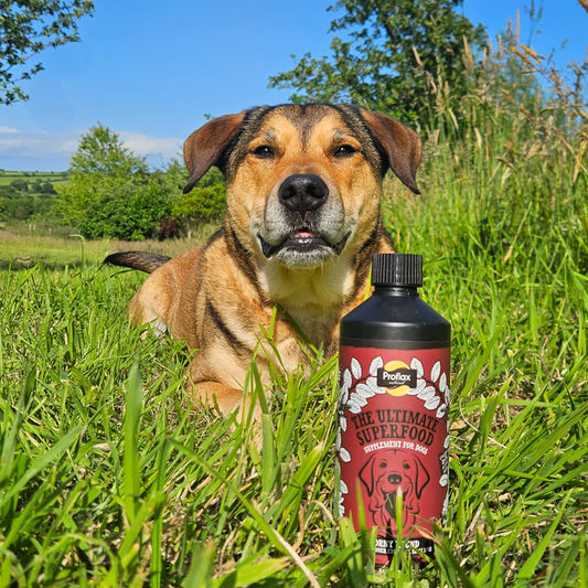 Hormone Balance for Male Dogs - Horny Hound