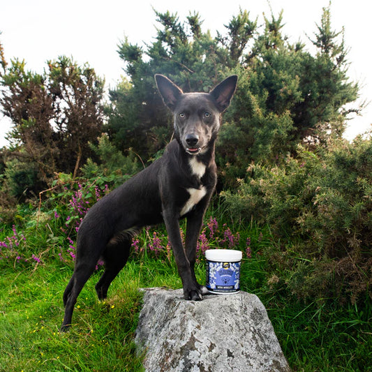 Joint & Mobility Blend for Dogs - Mega Mobility