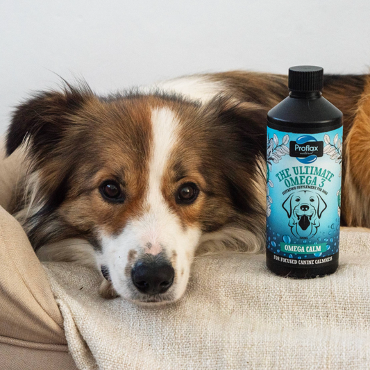 Calming Salmon Oil for Highly Anxious Dogs - Omega Calm