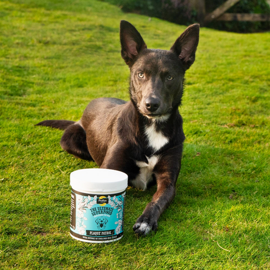 Healthy Teeth & Gums for Dogs - Plaque Patrol