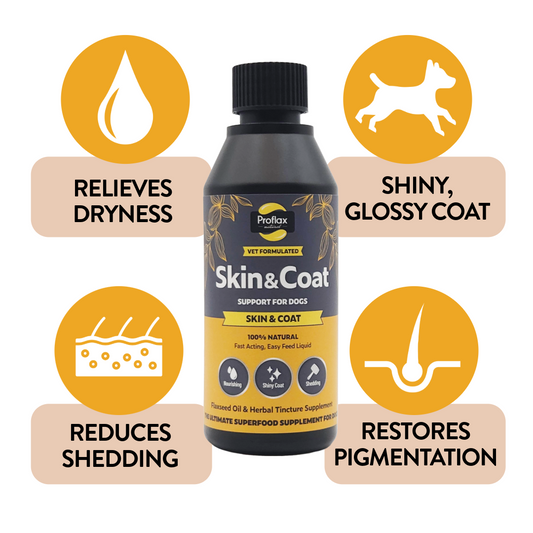 Skin & Coat Support for Dogs