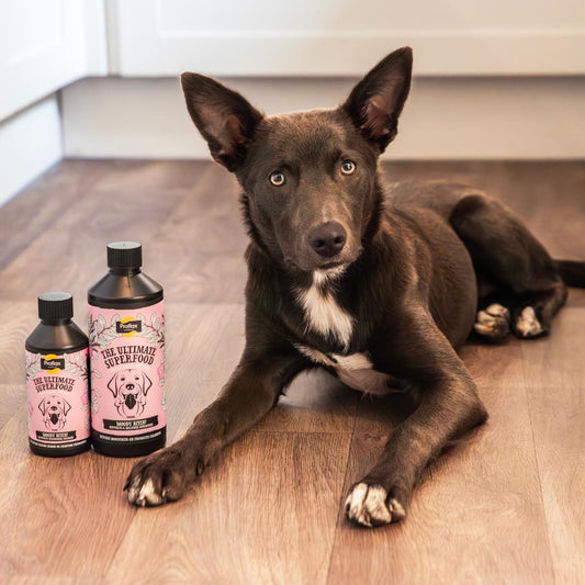 Proflax Moody Bitch for Dogs - Proflax