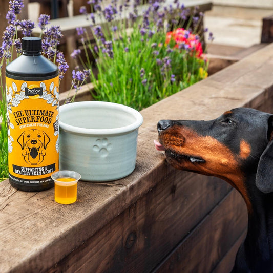 Proflax Skin and Coat for Dogs - Proflax
