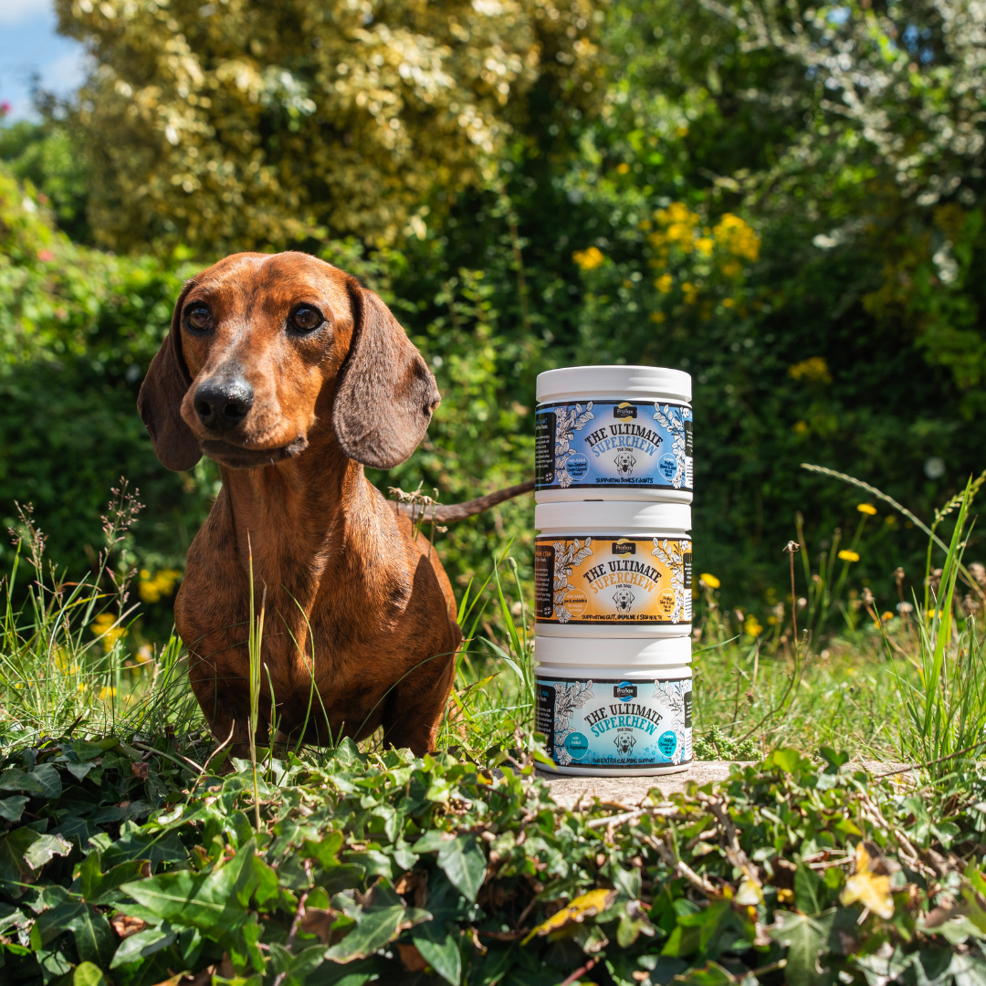 Proflax Skin, Gut & Immune Superchews - Proflax