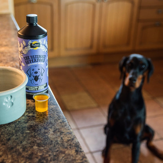 Proflax Bone and Joint for Dogs - Proflax