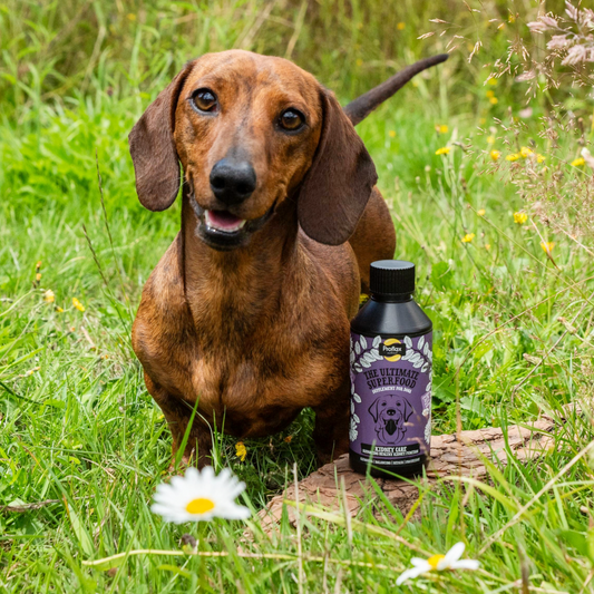 Kidney & Urinary Support for Dogs - Kidney Care