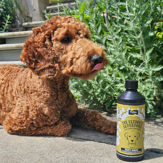 Puppy Digestion & Growth Support - Puppy Power