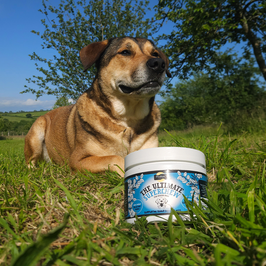 Soft Chews for Functional Support - Senior