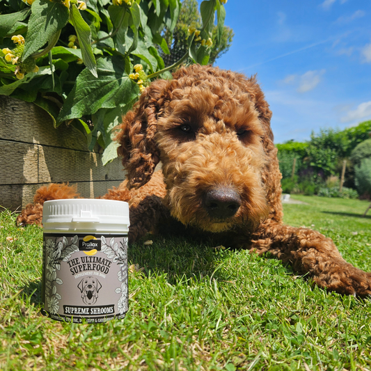 Immune Support for Dogs - Supreme Shrooms