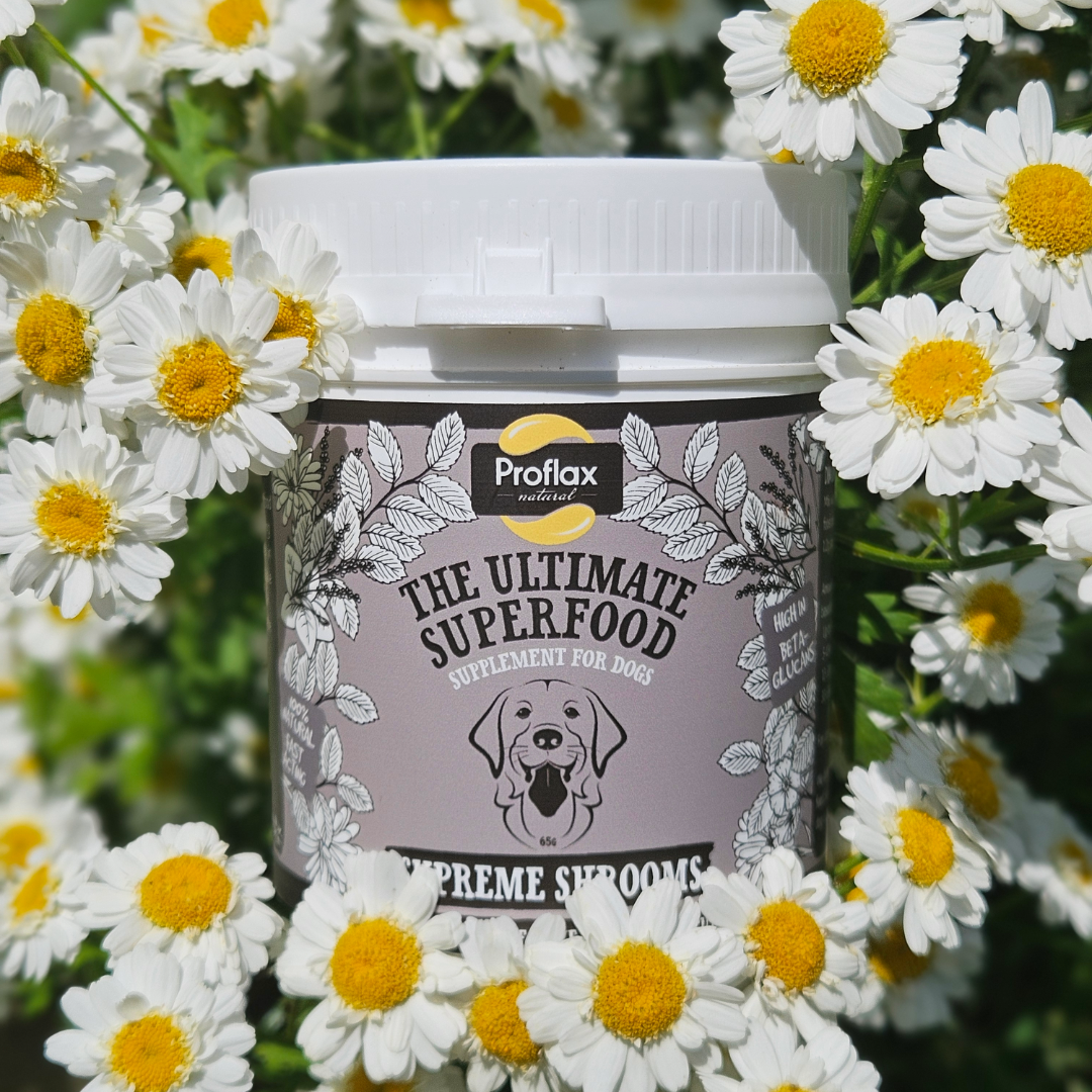 Immune Support for Dogs - Supreme Shrooms