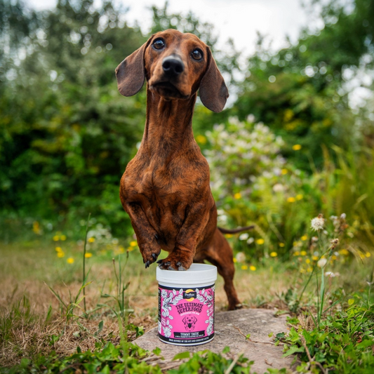 Pre & Probiotics for Dogs - Tummy Tastic