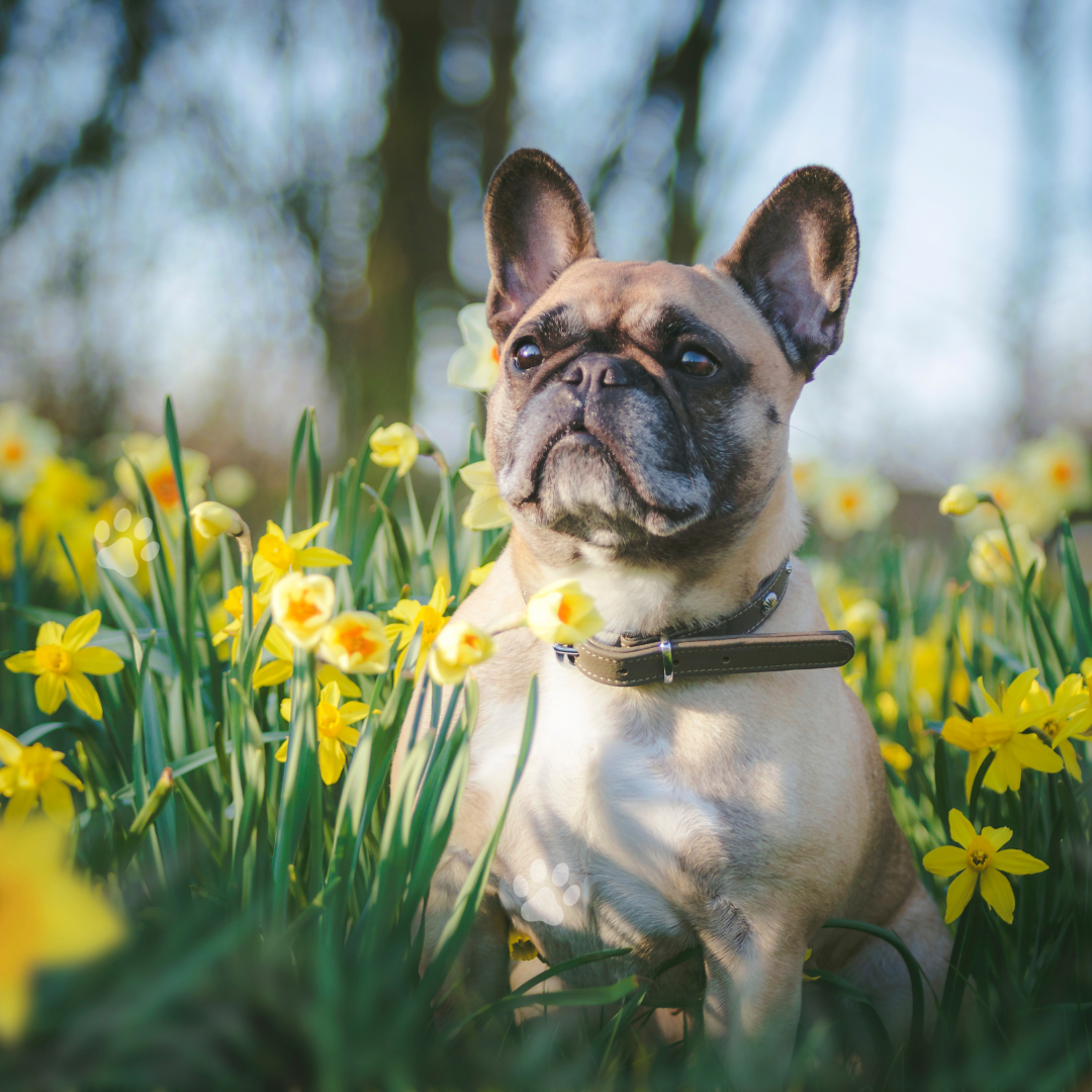 Unleashing Wellness: The Role of Natural Liver Detox in Reducing Dog Allergies