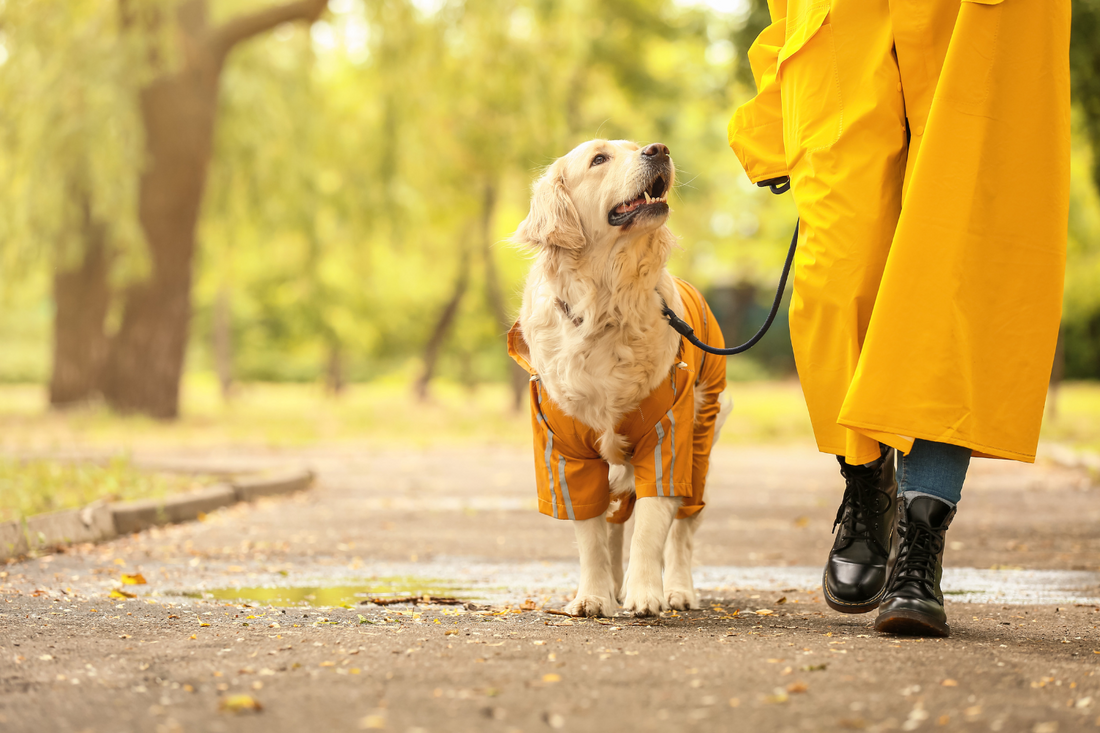 A Guide to Optimal Health and Fitness for You and Your Furry Friend through Exercise
