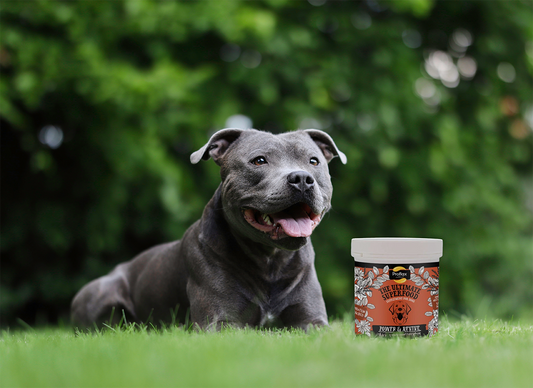 Proflax Power & Revive: Why dogs need protein in their diet?