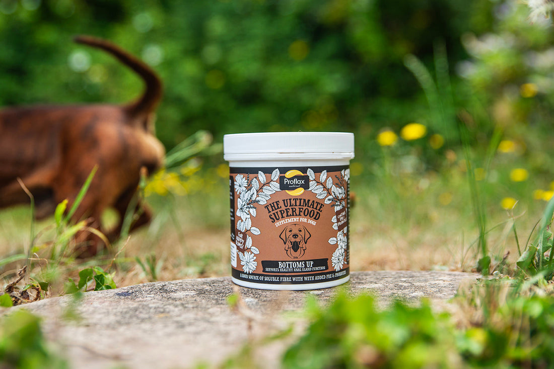 Getting to the Bottom of Anal Gland Problems!