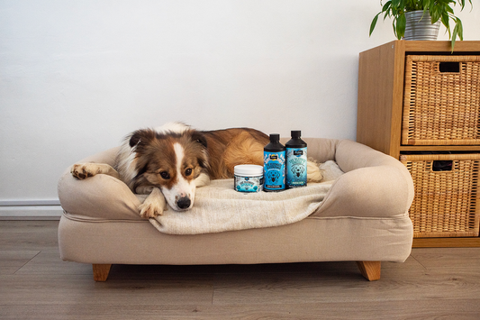 A Happy Pup: Holistic Tips for Keeping Your Dog Calm