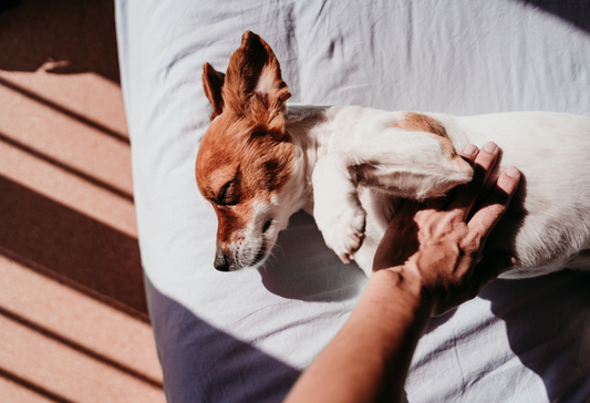 7 Signs Your Dog Might Need a Little Extra Support After Summer