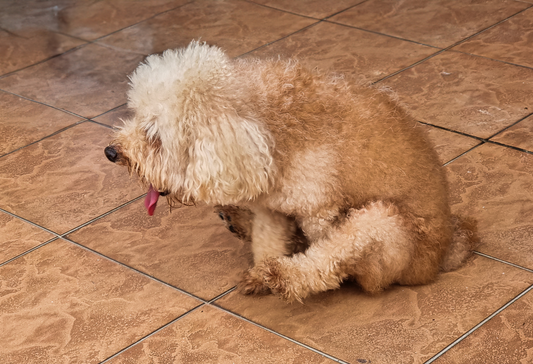 Why Is My Dog Scooting? Anal Glands, Digestion & What You Need to Know