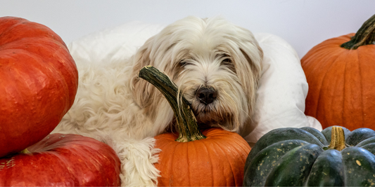 Pumpkin: A Nutritional Powerhouse for Dogs and Puppies