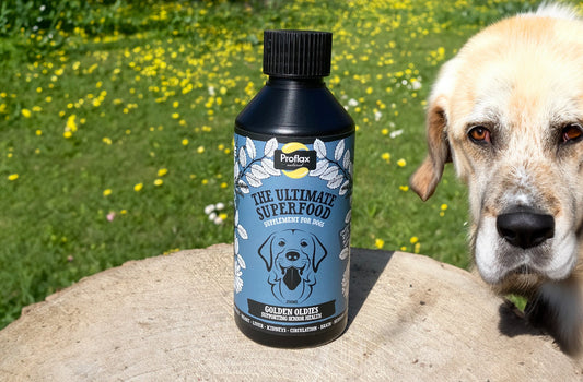 Senior Dogs with Cognitive Dysfunction & the Power of Bacopa