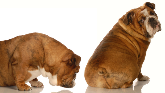Why Is My Dog Scooting? Causes of Bum Dragging & Anal Gland Problems