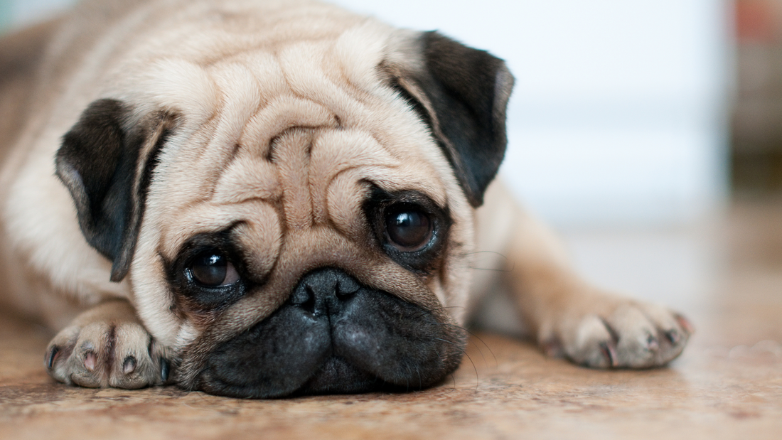Does Your Dog Keep Getting Run Down? How to Support Their Immune System