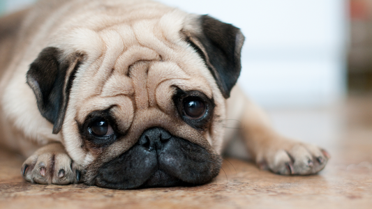 Does Your Dog Keep Getting Run Down? How to Support Their Immune System