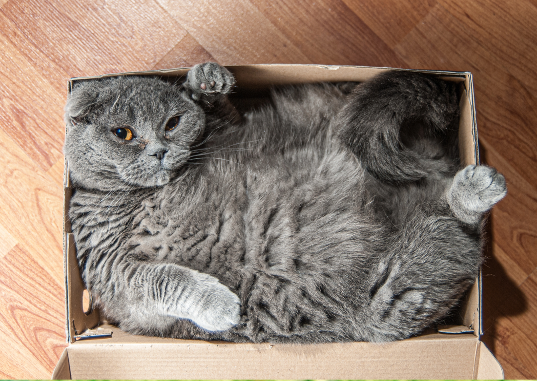 5 Signs Your Cat May Need Extra Nutritional Support