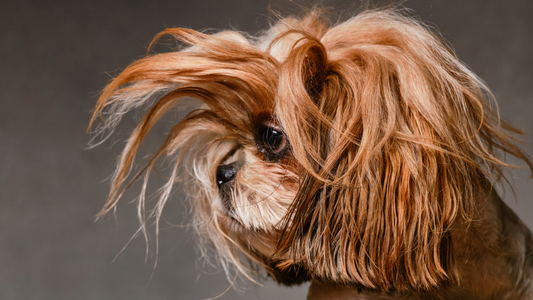 Why Is My Dog’s Coat Dull? Common Causes of Dry Skin, Shedding & Loss of Shine