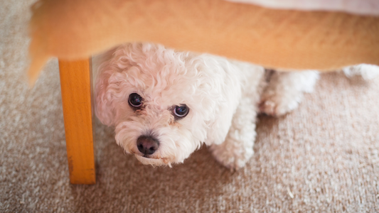 Why Is My Dog Scared of Fireworks? How to Help Them Cope