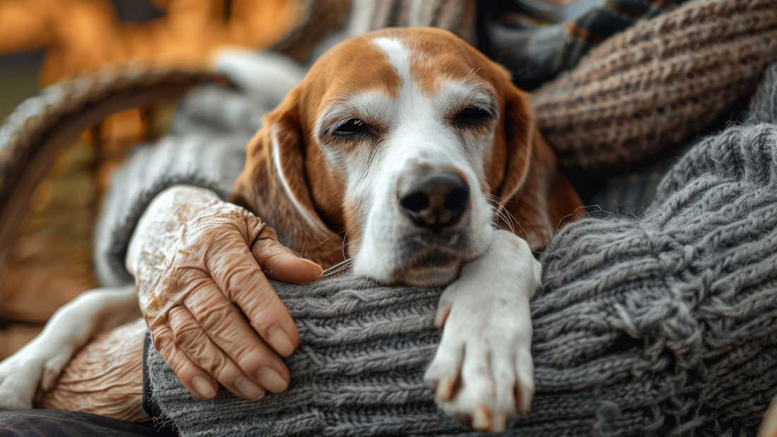 Does Cold Weather Make Dogs Stiffer? How to Support an Older Dog in Winter