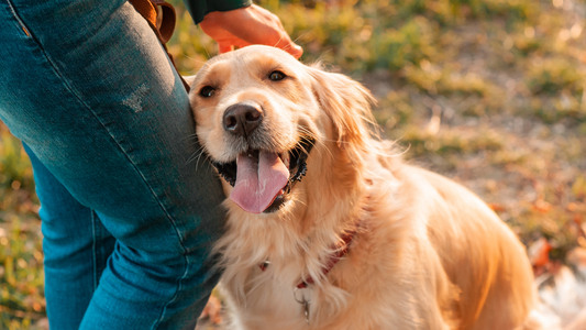 Yeasty Dog? Signs of Yeast in Dogs and How to Support Their Skin & Gut