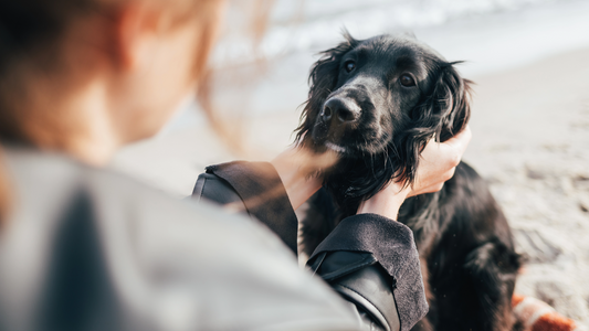 Hormone Balance for Female Dogs: Seasons, Behaviour & Natural Support