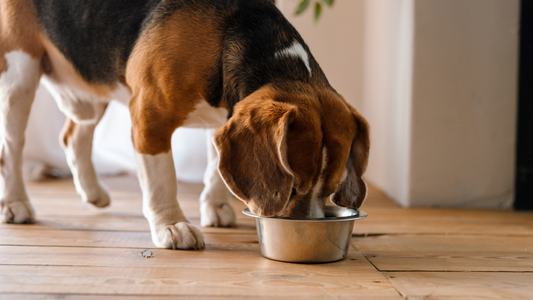 Changing Your Dog's Diet? Transitioning Made Simple with Proflax Digestive Support