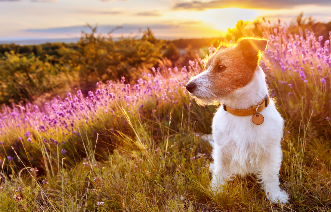 Are herbs safe for dogs? A guide to choosing natural support