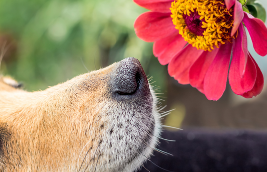 Research about herbs for dogs: what scientific studies show