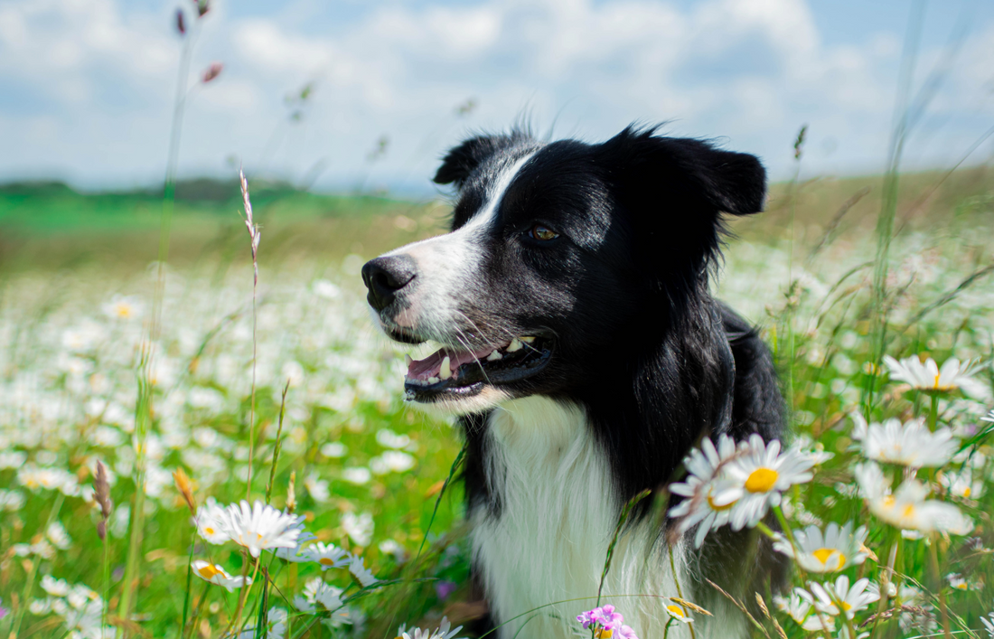 Do herbs work for dogs? The power of natural herbal support