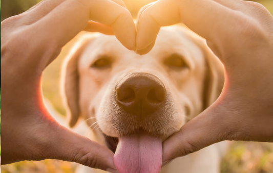 Why Heart Health Matters More Than You Think
