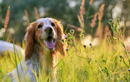 The Complete Summer Dog Health Checklist